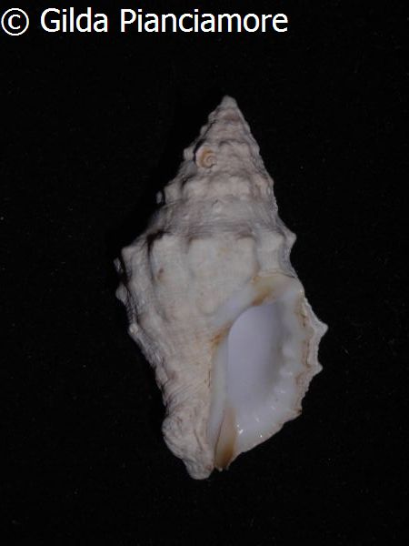 no photo for this shell
